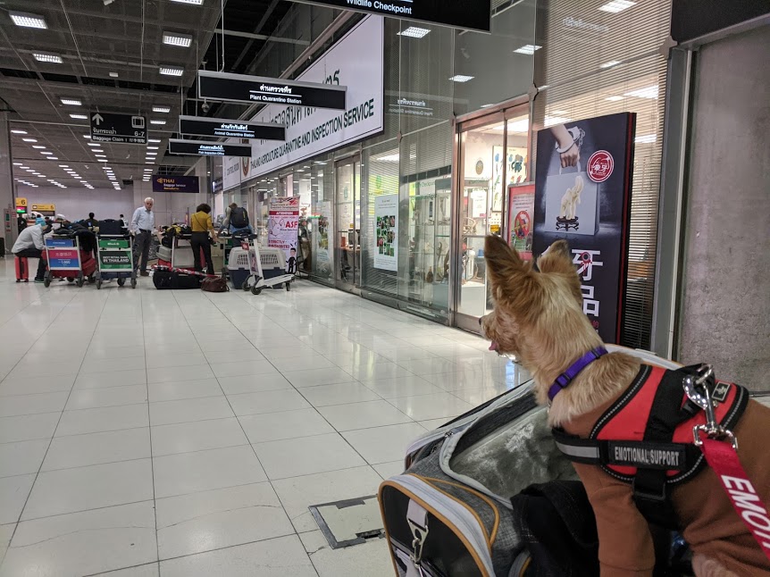 bring your dog to Thailand